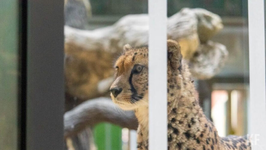 Экоактивисты предсказывают обитателям «диких» зоопарков печальную судьбу.