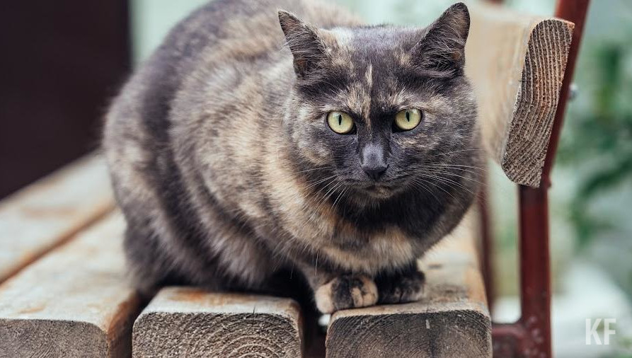 Правительству предстоит подготовить методические указания регионам по обращению с бездомными.