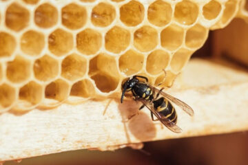 По словам гендиректора «Управление аквакультуры и пчеловодства» ущерб пчеловодам приносят агрохолдинги.
