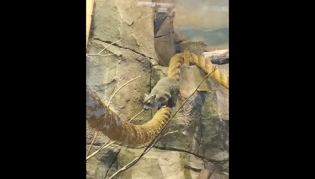 Даманы - это небольшие зверьки