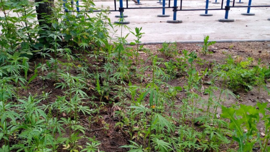 Власти поручили подрядной организации уточнить вид растений и при необходимости очистить территорию.