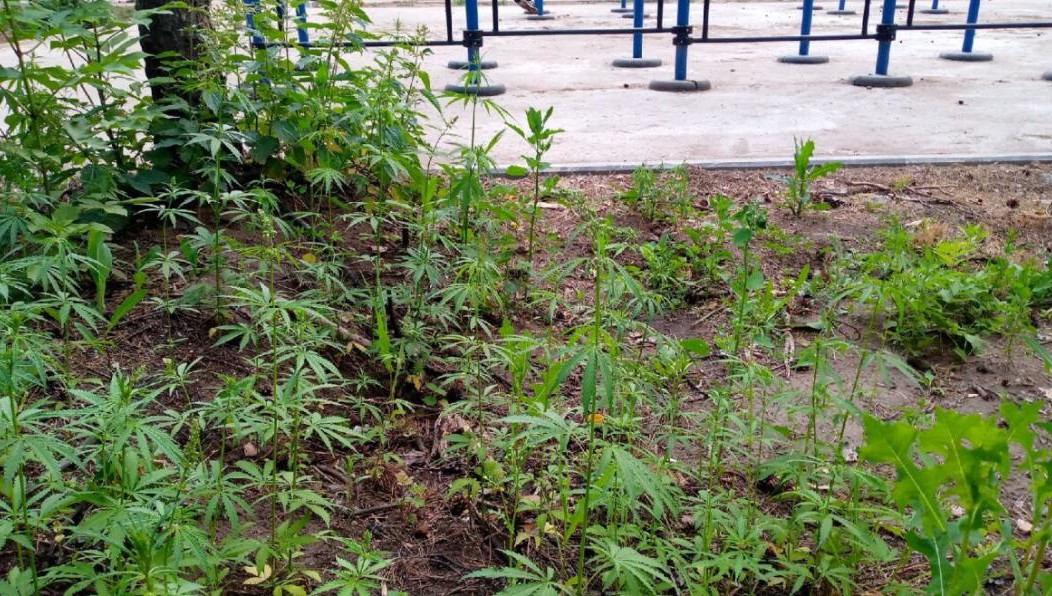 Власти поручили подрядной организации уточнить вид растений и при необходимости очистить территорию.