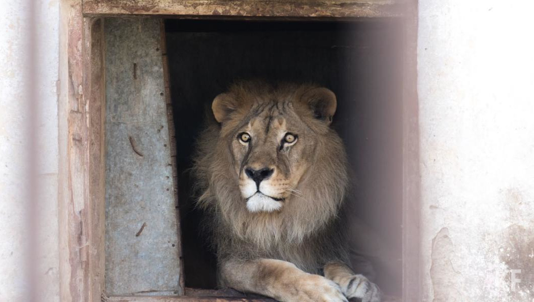 Местные жители опубликовали видео с прогулкой царя зверей.