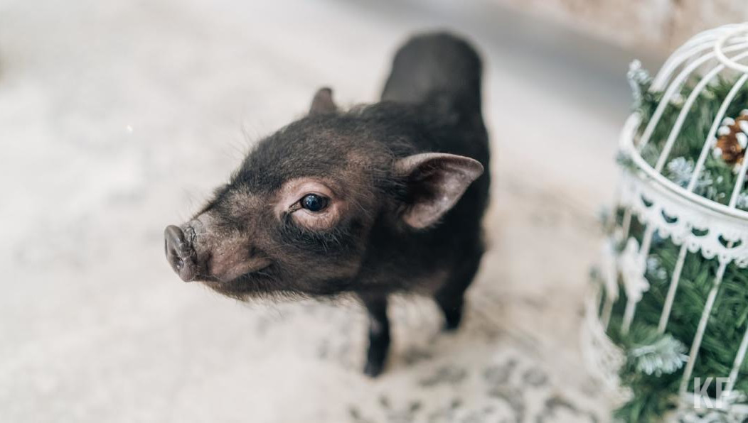 Ситуация по африканской чуме свиней в России ухудшается.