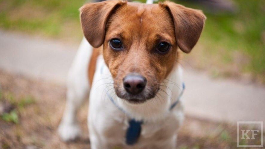 Собаки породы джек-рассел-терьер по праву считаются самыми киногеничными.