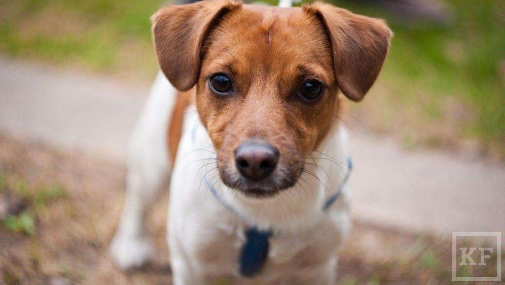 Собаки породы джек-рассел-терьер по праву считаются самыми киногеничными.