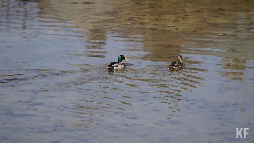 От клещей в столице Татарстана обработаны зеленые зоны площадью 276 гектар.