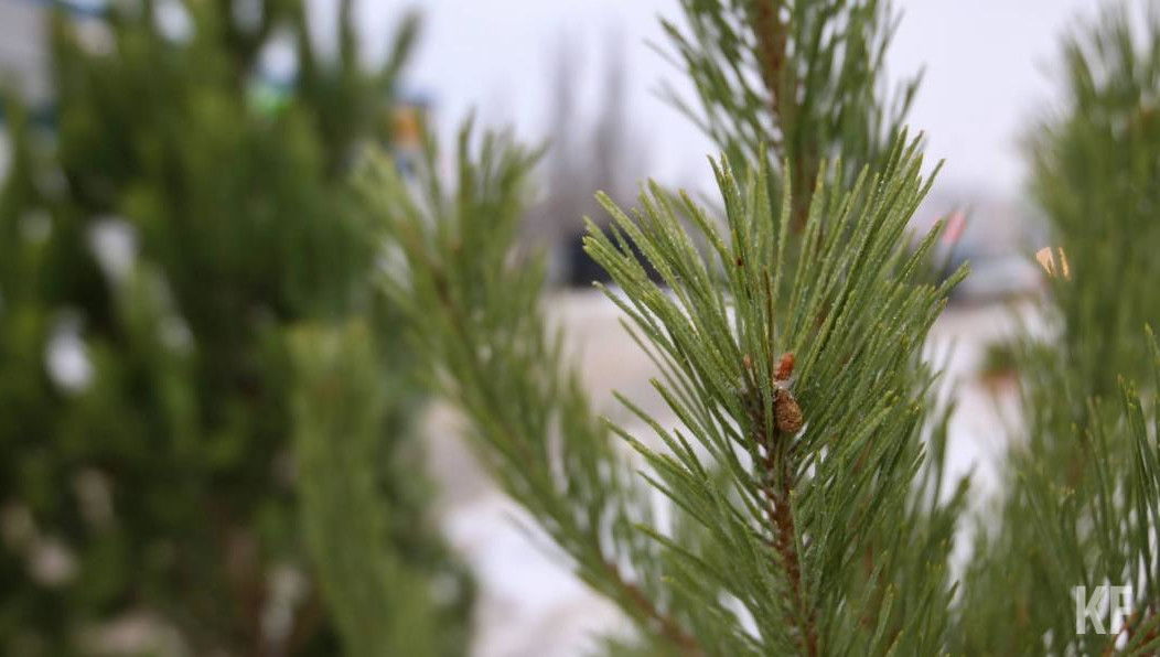 Суд обязал его выплатить весь нанесенный ущерб.