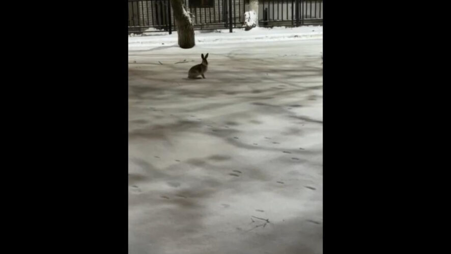 Сотрудники больницы уже подумывают дать имя частому гостю.