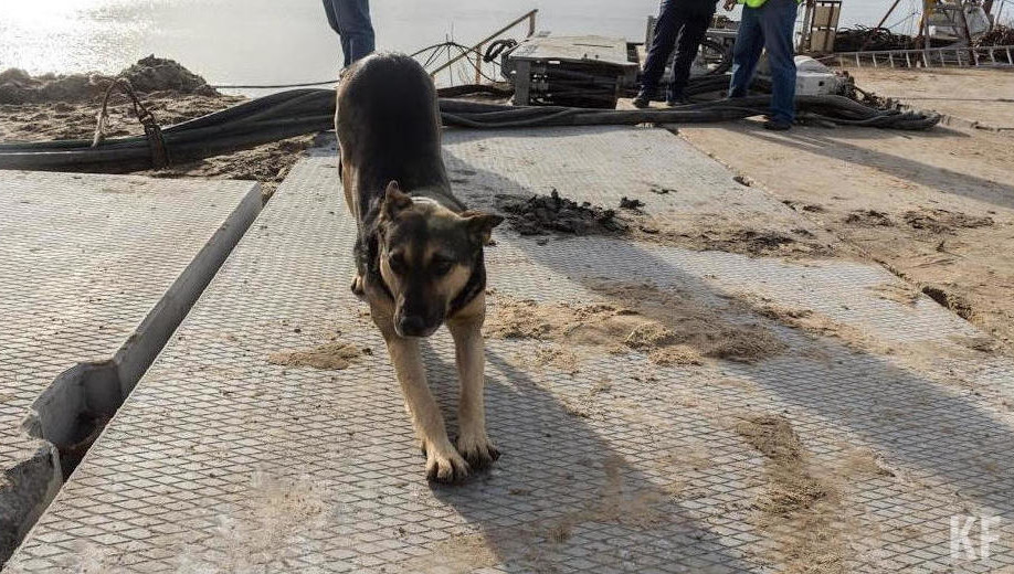 В столице Татарстана ведется вакцинация и стерилизация бездомных собак