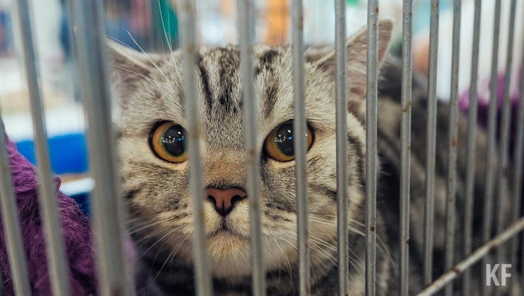 Такая мера позволит приютам претендовать на получение земельного участка без проведения торгов.