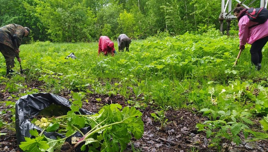 Собранный борщевик компостировали в яме глубиной 20 см.