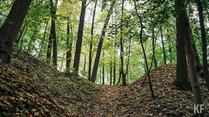 В этом году планируются работы на площади в два раза больше.