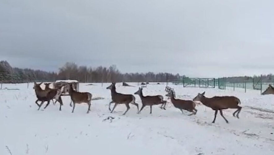Также поступили лани.