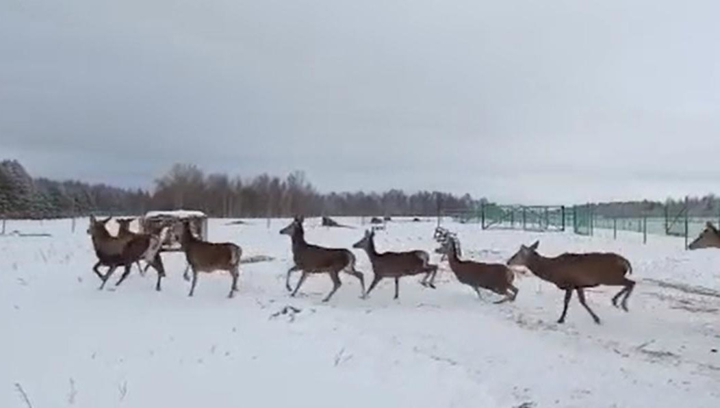 Также поступили лани.
