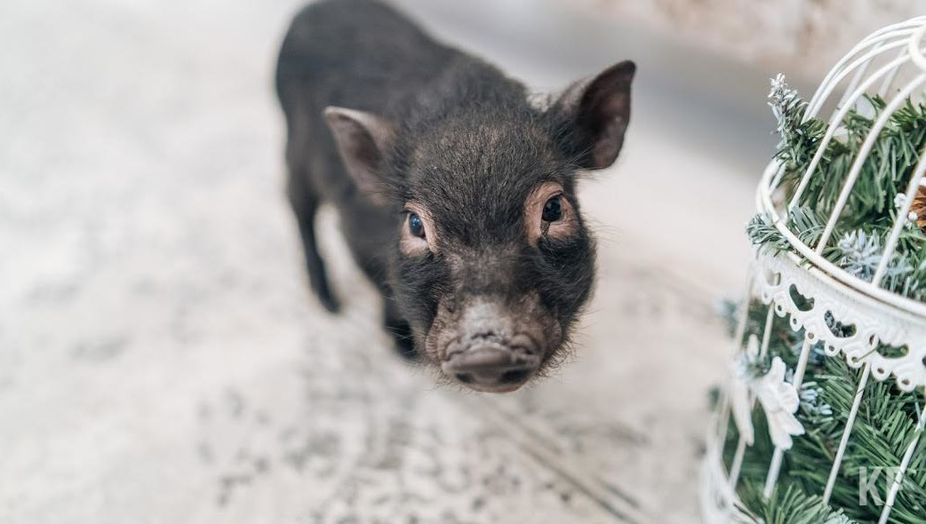 Домашние свиньи погибают от нее практически в 100% случаев через 5 - 10 дней после начала болезни.