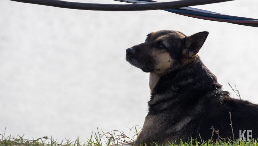 Состояние 11-летнего подростка стабилизировалось.