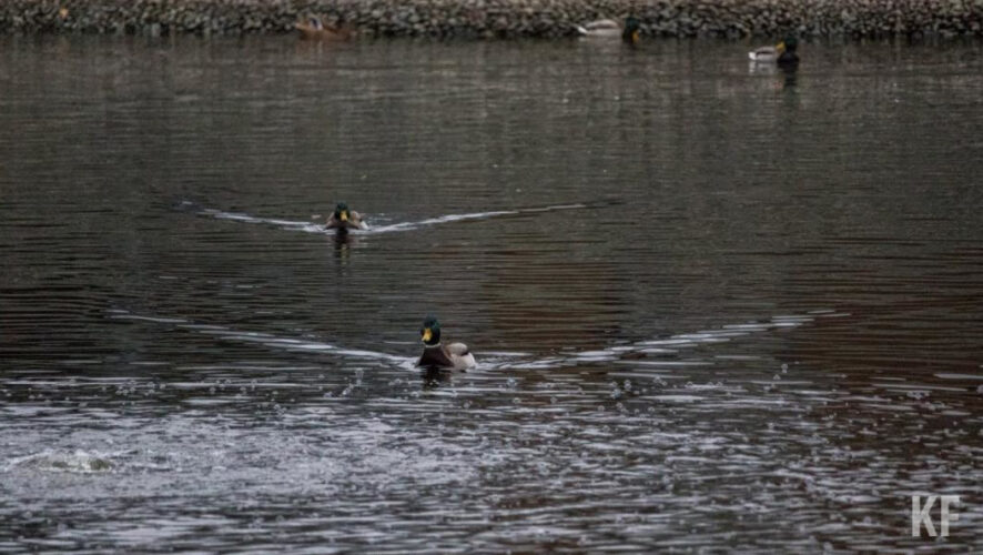 Как объяснила спикер