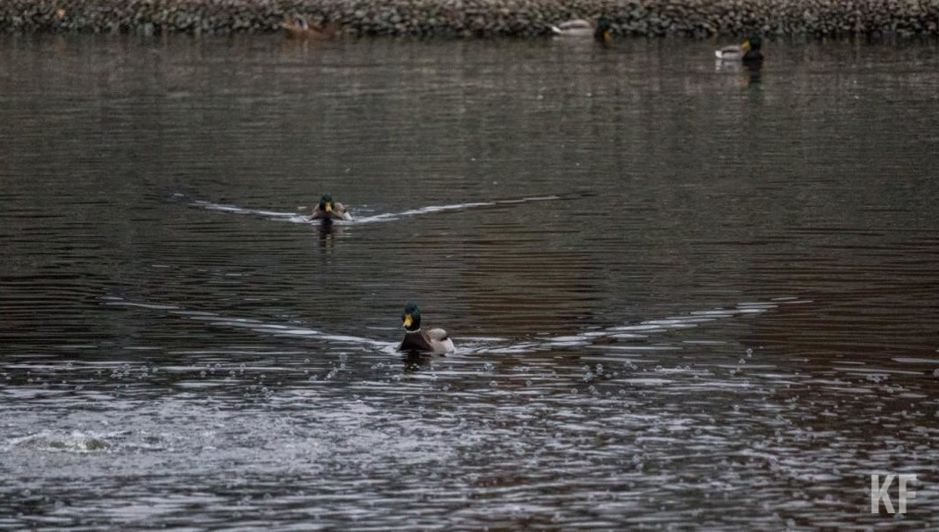 Как объяснила спикер