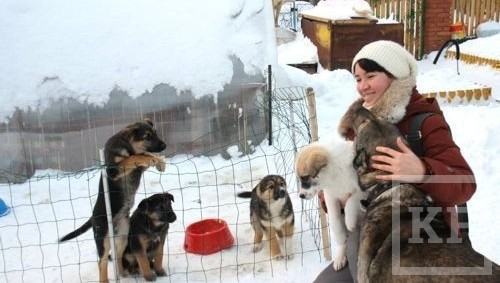 60 собак из частного приюта «Азира» Набережных Челнов могут остаться на улице из-за долгов перед садовым обществом