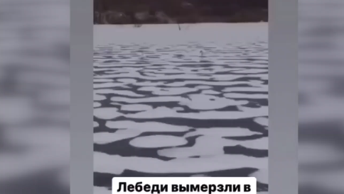 Во время обследования места специалисты не увидели птиц.