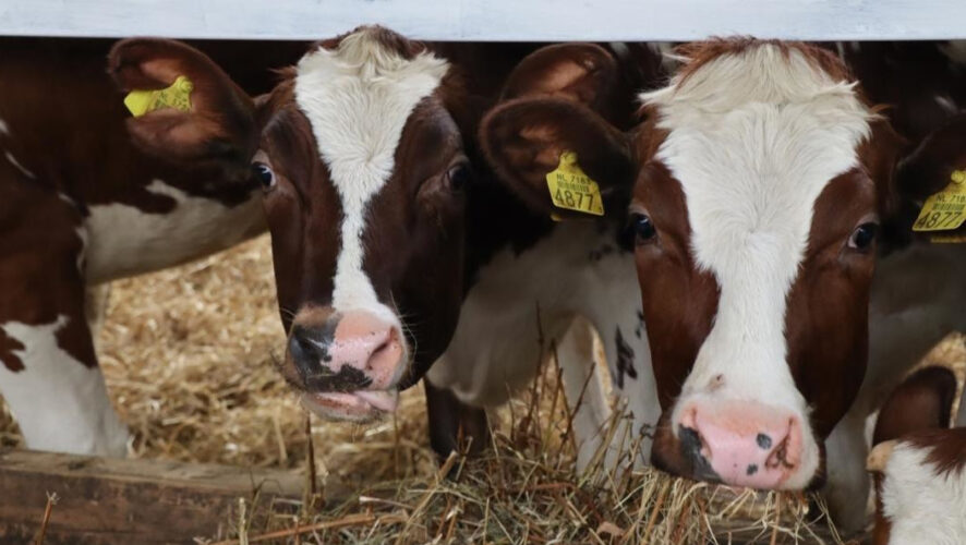 Порода новых жителей кооператива считается самой высокоудойной в мире.