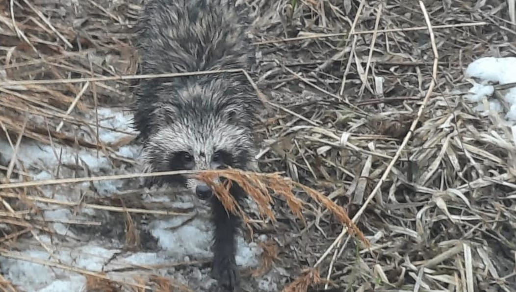 Их заметили в Алексеевском районе.
