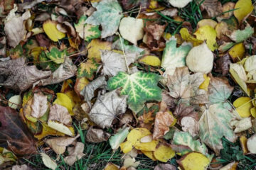 От лежащих на земле листьев могут пострадать люди с аллергией на плесень.