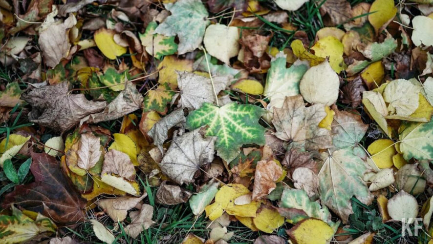 От лежащих на земле листьев могут пострадать люди с аллергией на плесень.