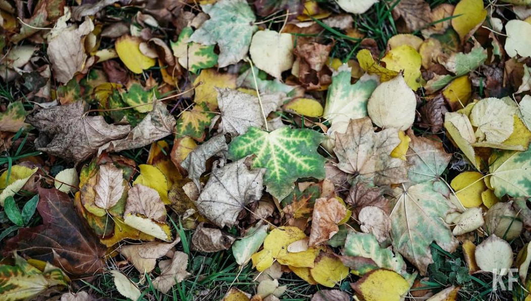От лежащих на земле листьев могут пострадать люди с аллергией на плесень.
