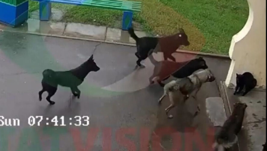 Подобные ситуации происходят регулярно в разных частях города.