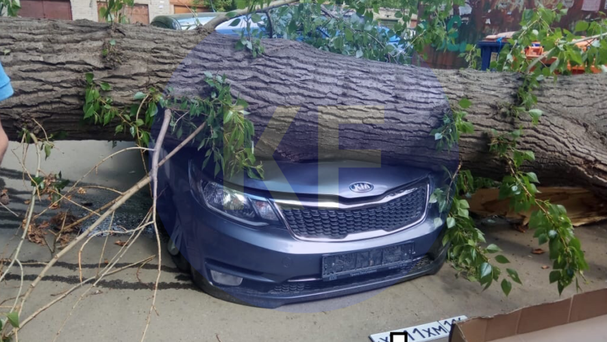 Управляющие компании обязаны возместить ущерб от падения дерева на автомобиль.