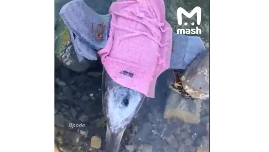 Предполагают