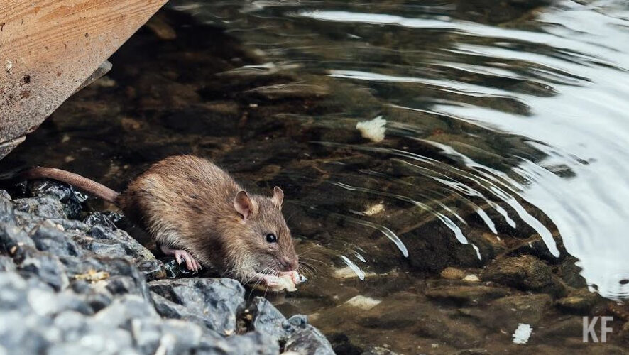 На одну только обработку от клещей пойдет 8