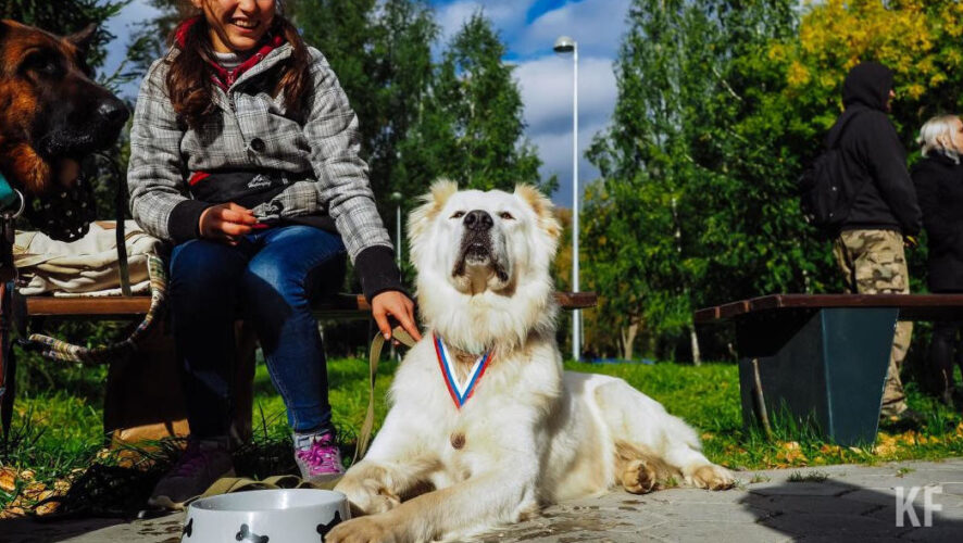 В городе планируют развивать дог-френдли среду. Для этого хотят создать новую площадку для выгула животных