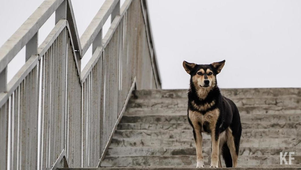 С начала года в Альметьевске отловили более 120 бездомных собак ...