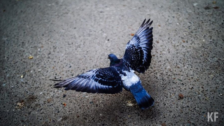 Человеческая скупость и зимне-весенняя голодовка грозят пернатым смертью