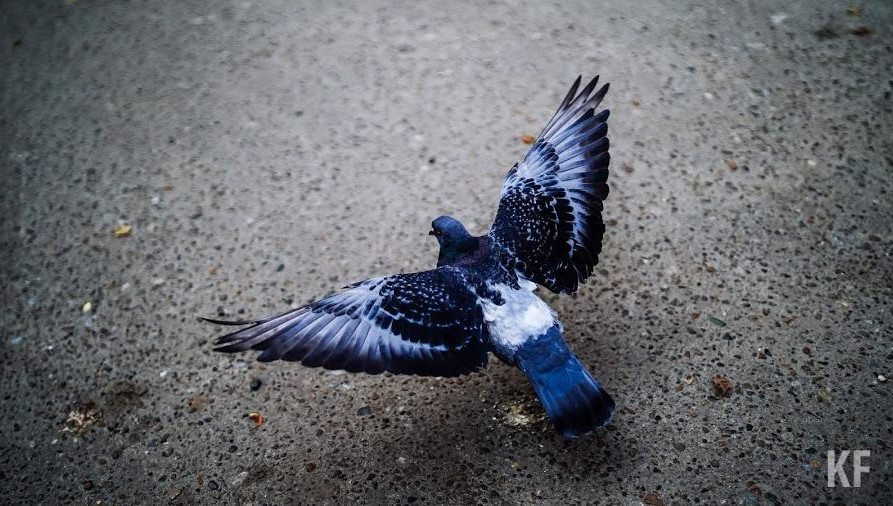 Человеческая скупость и зимне-весенняя голодовка грозят пернатым смертью