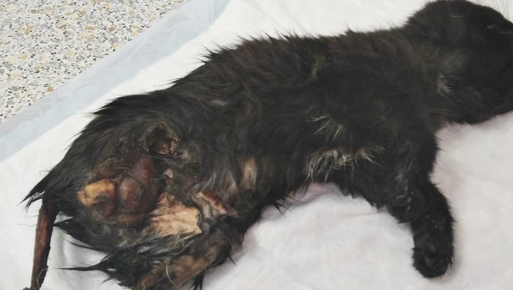 Животное страдает от невыносимой боли