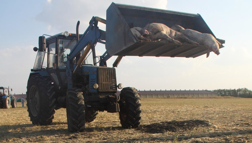 В этом году выделено 3