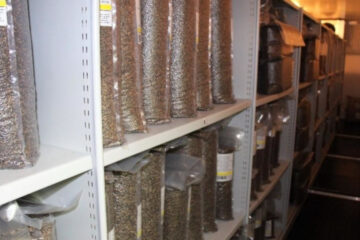 В настоящее время в фонде имеется 295 кг семян хвойных пород.
