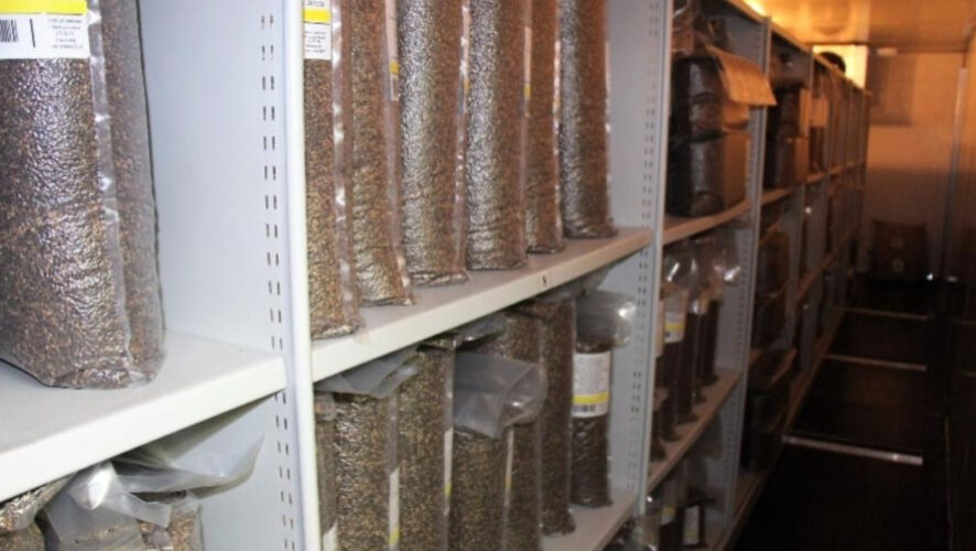 В настоящее время в фонде имеется 295 кг семян хвойных пород.
