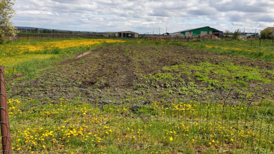 Золотистая картофельная нематода делает растения уязвимыми перед другими заболеваниями.