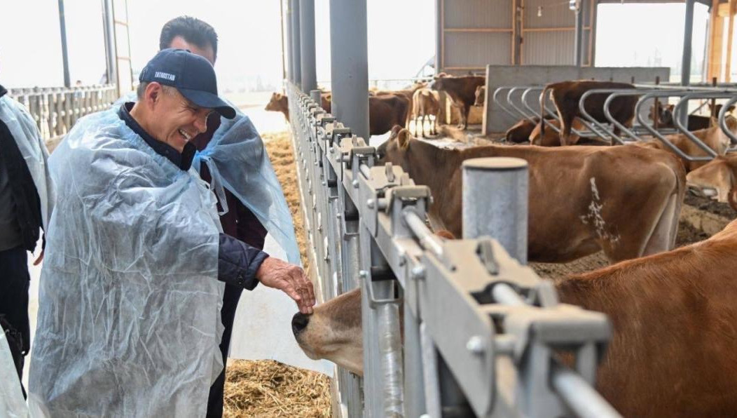 Инвестор планирует увеличить поголовье более чем в два раза.