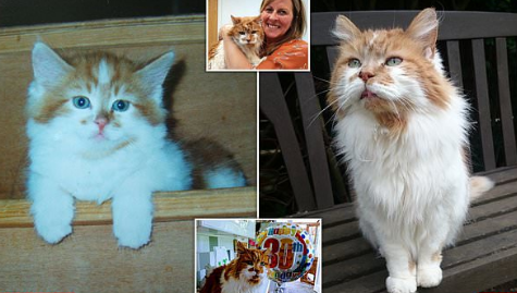В Англии умер Раббл, самый старый кот в мире – KazanFirst