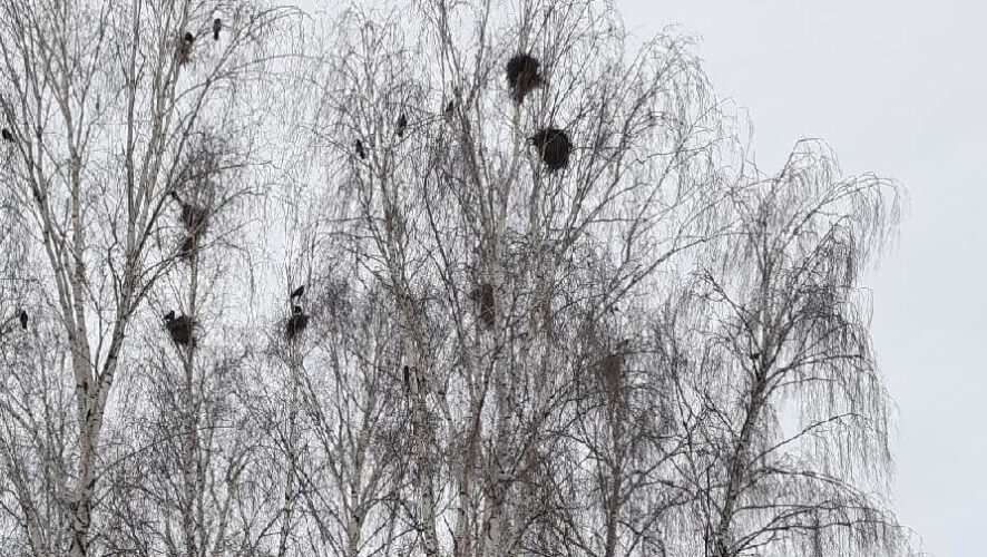 Жалобщик устал от верещания птиц.
