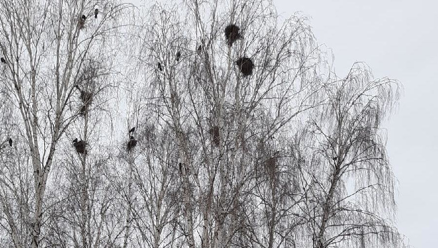 Жалобщик устал от верещания птиц.