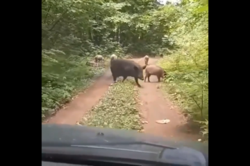 Дикие животные не пугались приближающихся жителей на автомобиле.