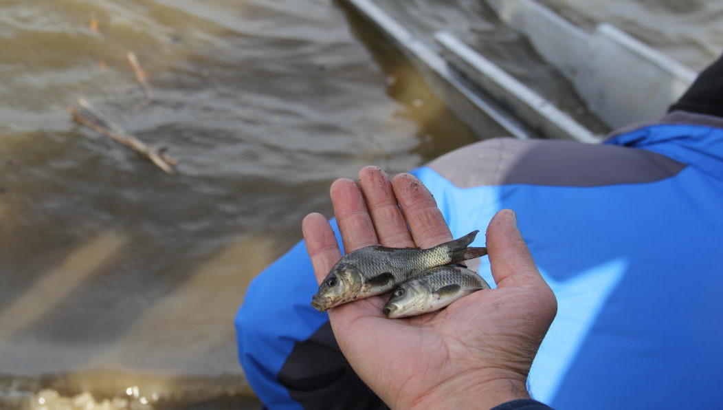 Зарыбление должно компенсировать ущерб