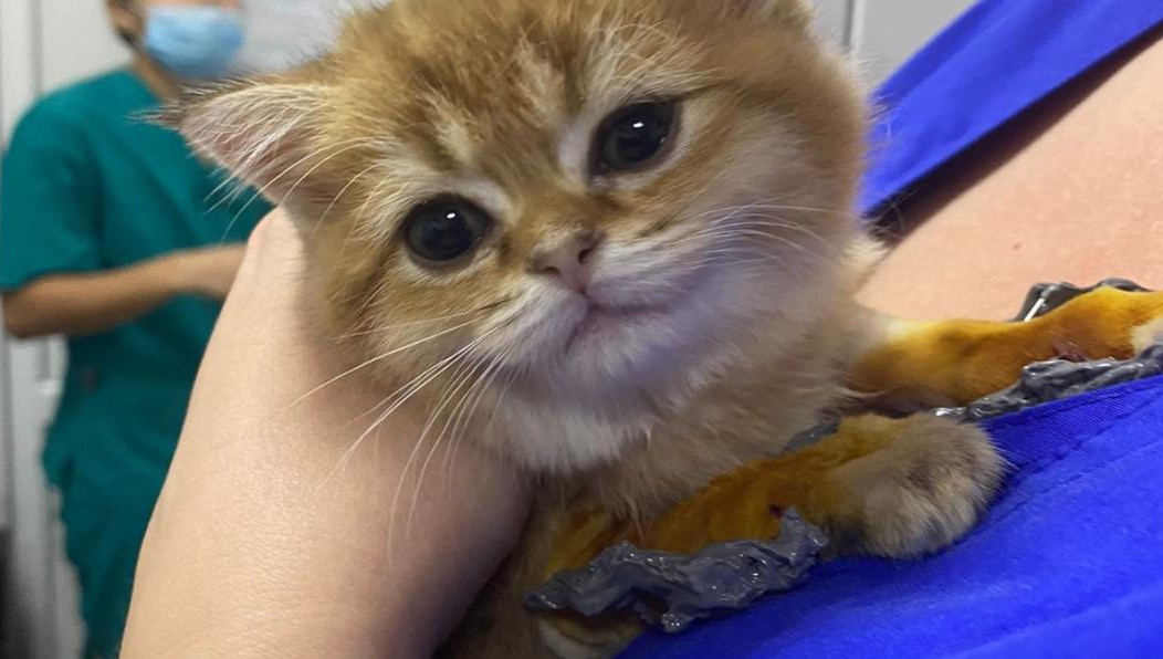 Питомец родился с патологией двух передних лап и не мог ходить.